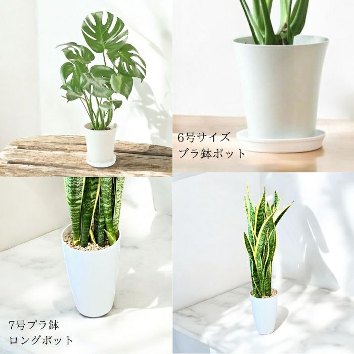 観葉植物現品販売