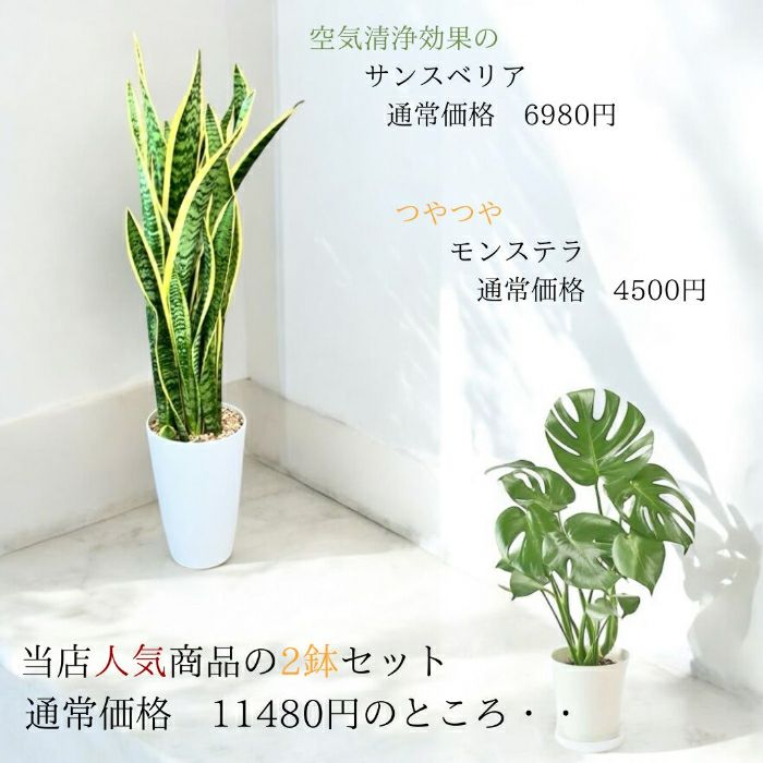 観葉植物現品販売