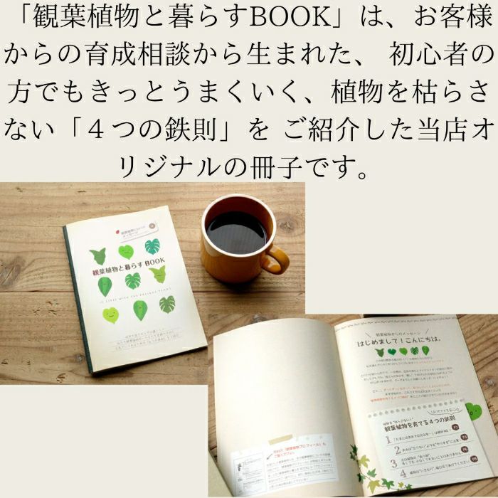 観葉植物現品販売