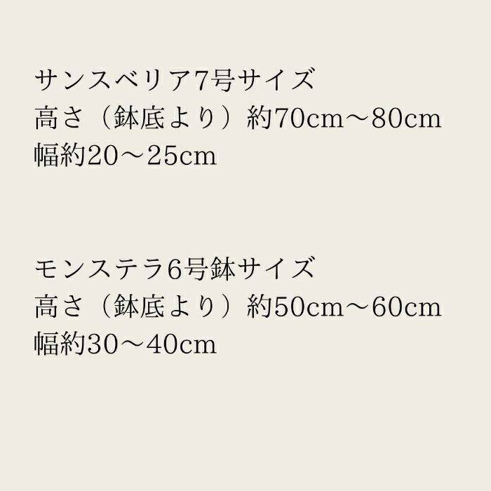 観葉植物現品販売