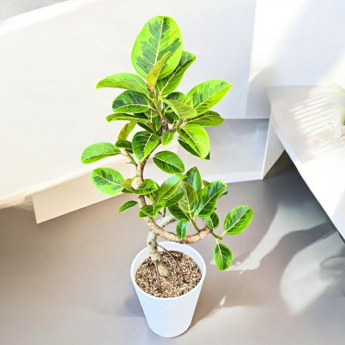 観葉植物現品販売