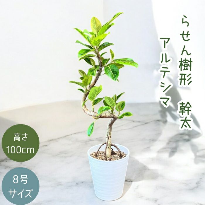 観葉植物現品販売