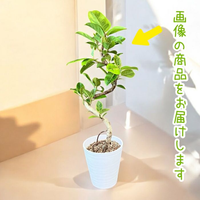 観葉植物現品販売