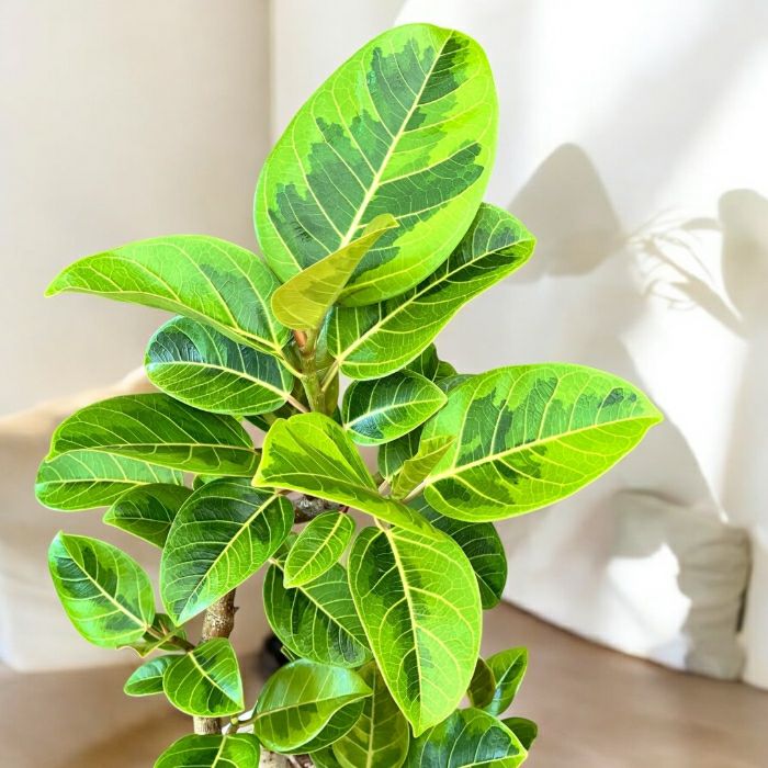 観葉植物現品販売