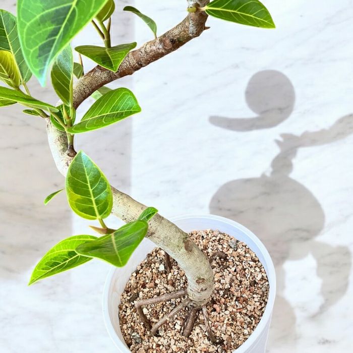 観葉植物現品販売