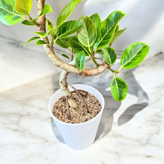 観葉植物現品販売