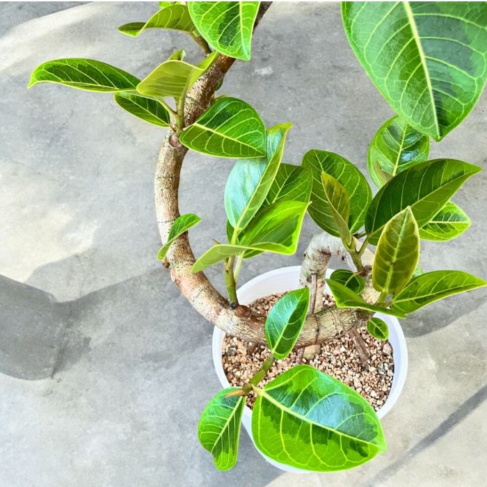 観葉植物現品販売