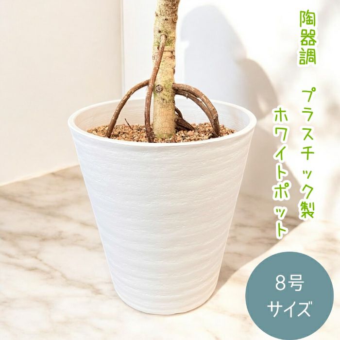 観葉植物現品販売