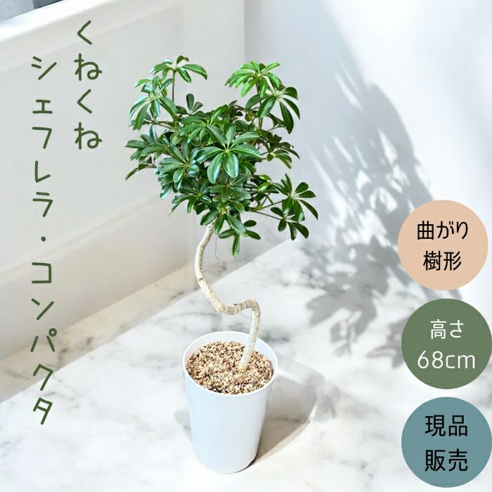 観葉植物現品販売