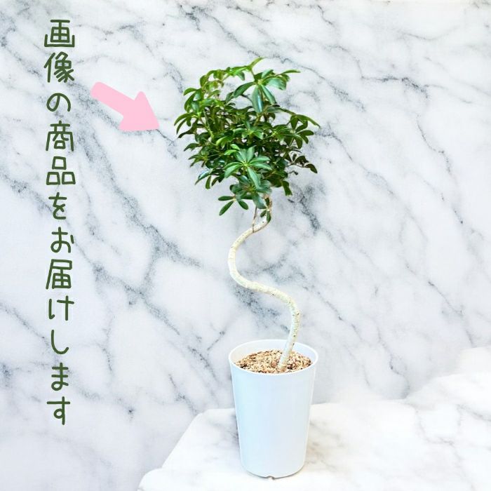 観葉植物現品販売