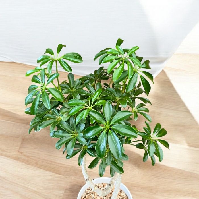 観葉植物現品販売