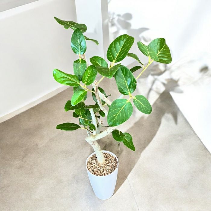 観葉植物現品販売