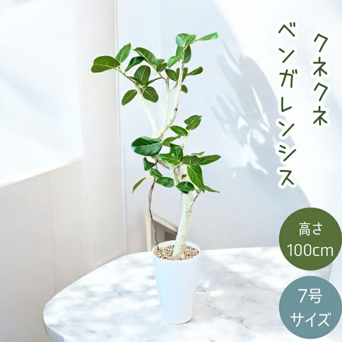 観葉植物現品販売