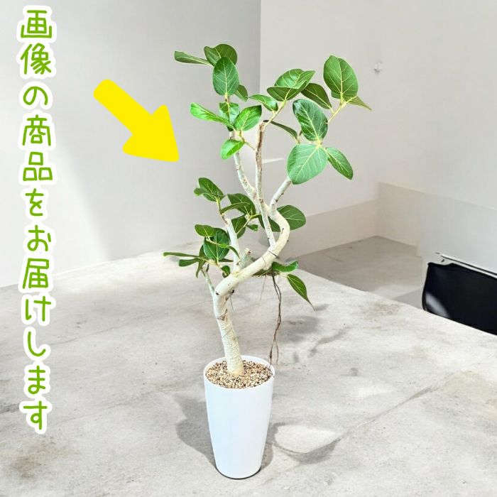 観葉植物現品販売