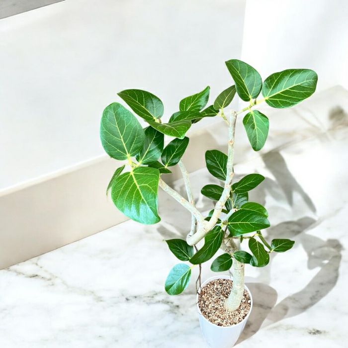 観葉植物現品販売