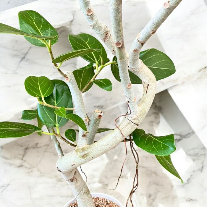 観葉植物現品販売