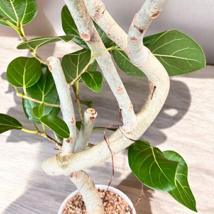 観葉植物現品販売