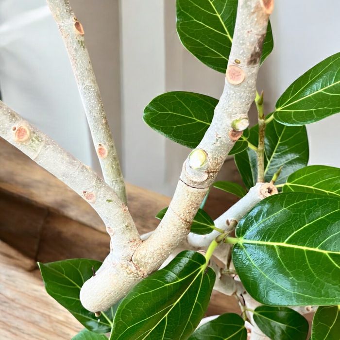 観葉植物現品販売