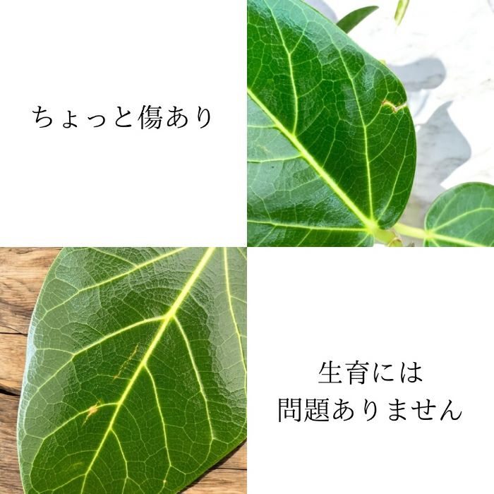 観葉植物現品販売
