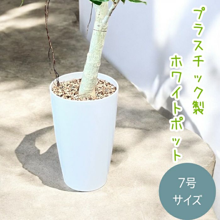 観葉植物現品販売
