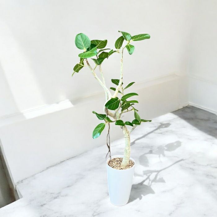 観葉植物現品販売