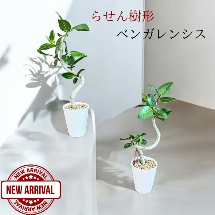 観葉植物現品販売