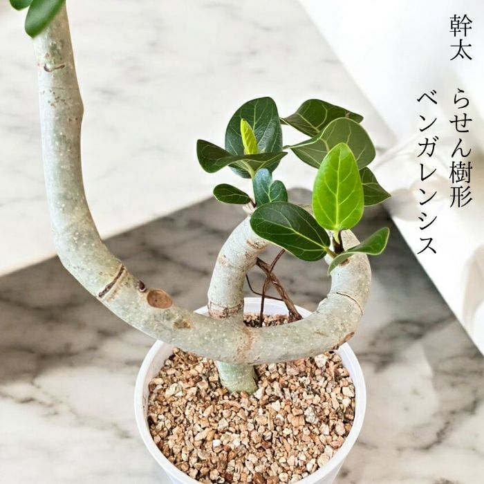 観葉植物現品販売