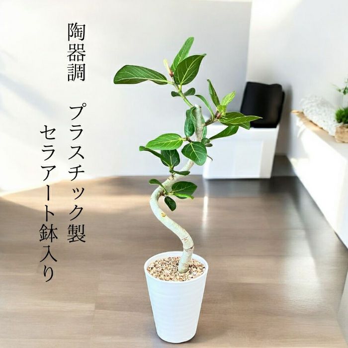 観葉植物現品販売
