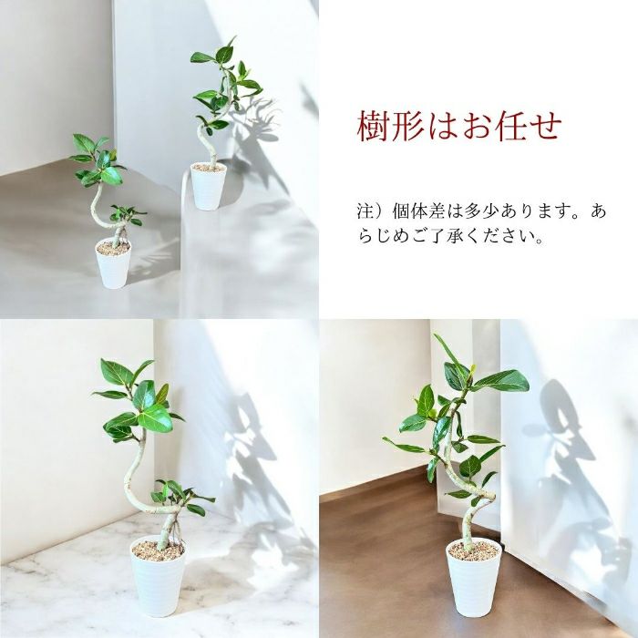 観葉植物現品販売