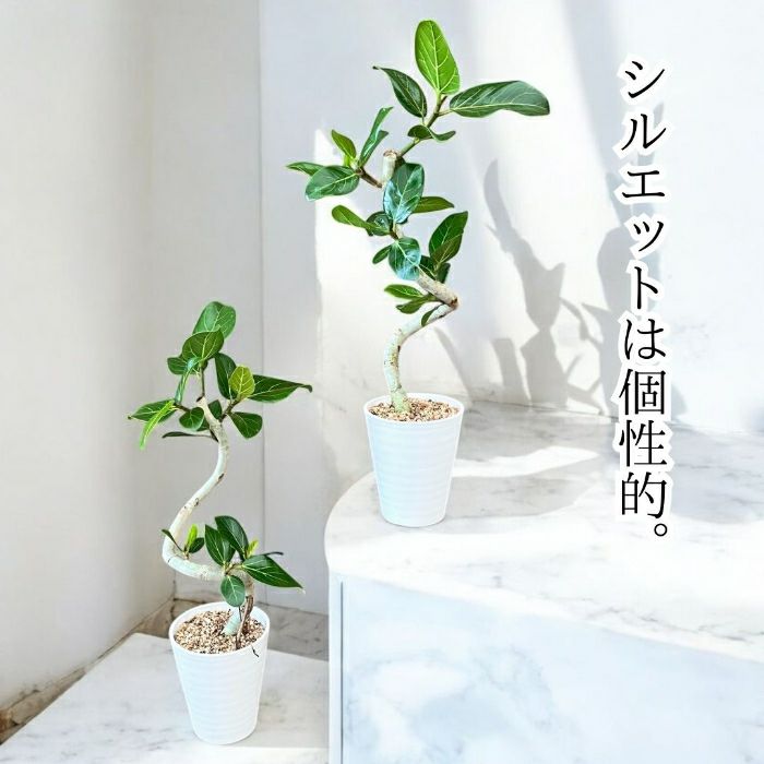観葉植物現品販売