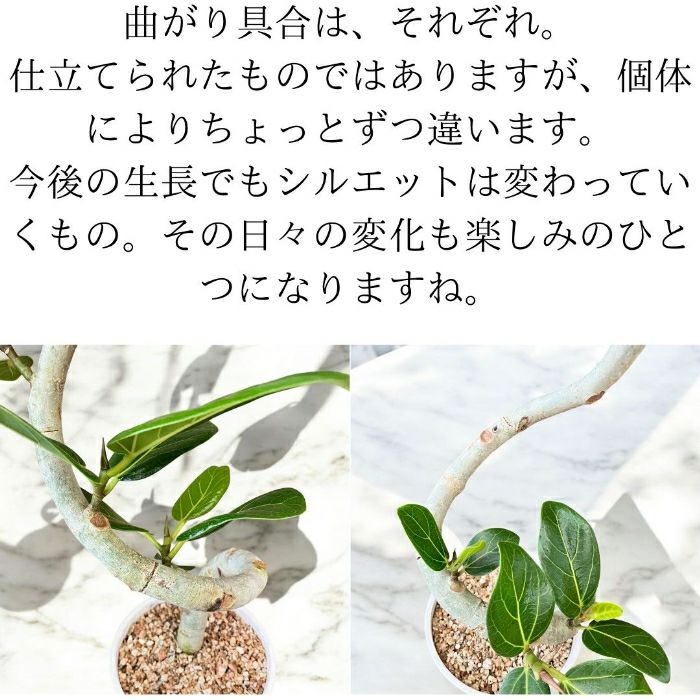 観葉植物現品販売