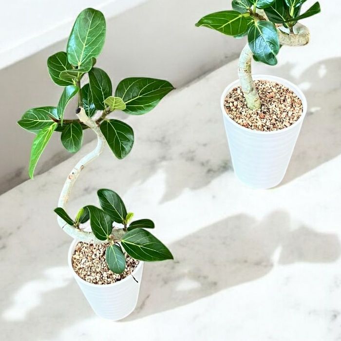 観葉植物現品販売