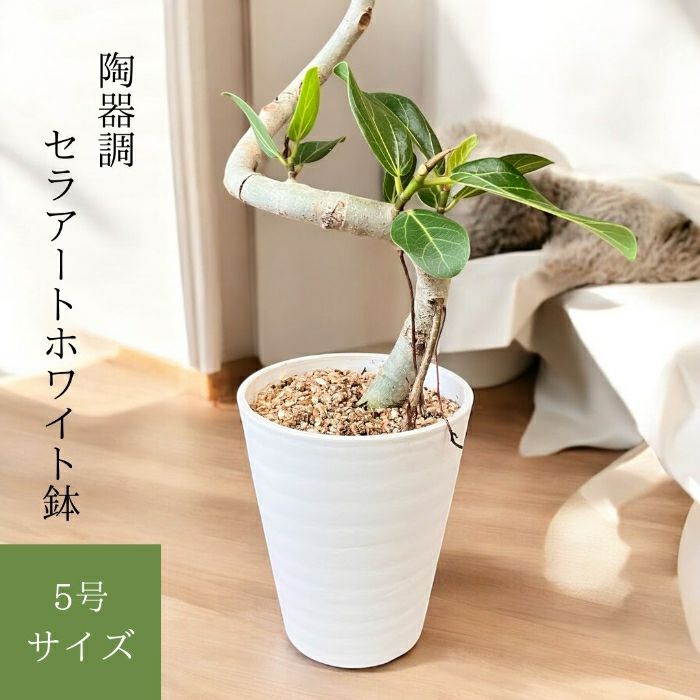 観葉植物現品販売