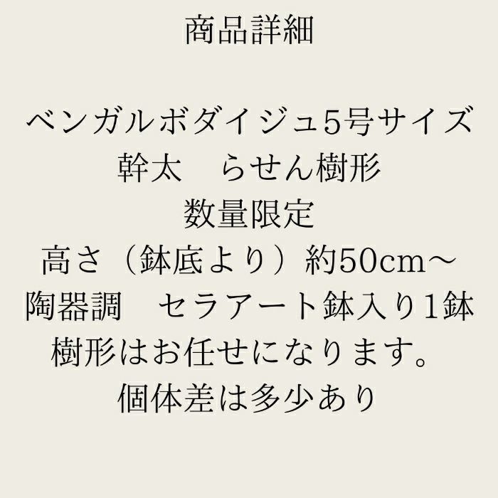 観葉植物現品販売