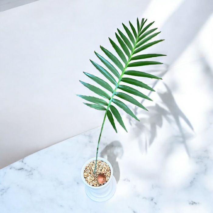 観葉植物現品販売