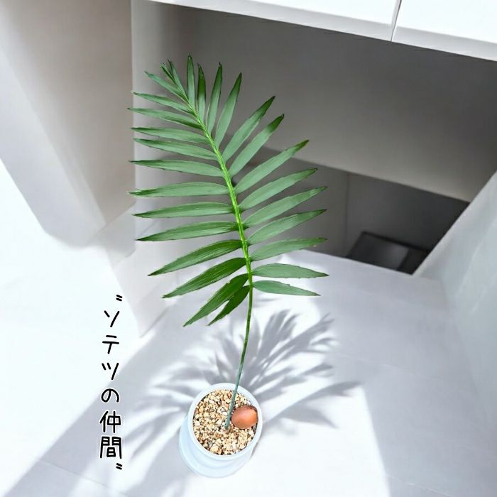 観葉植物現品販売