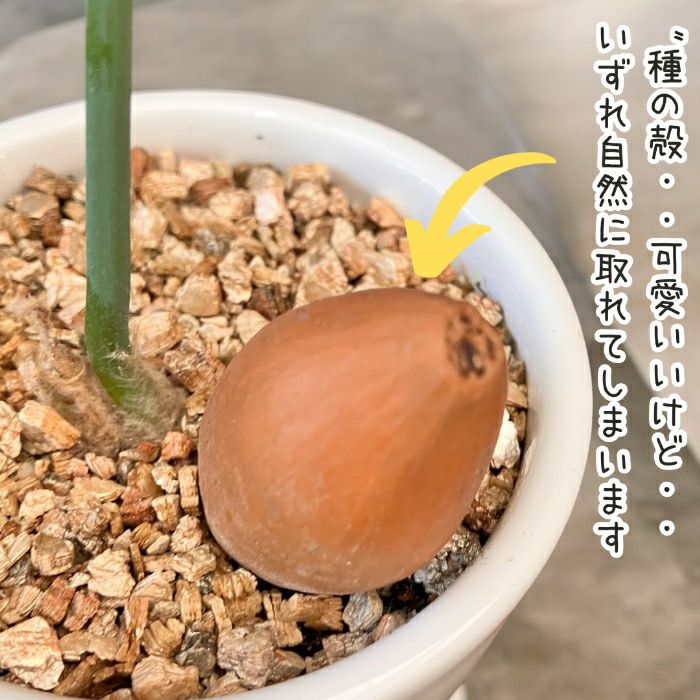 観葉植物現品販売