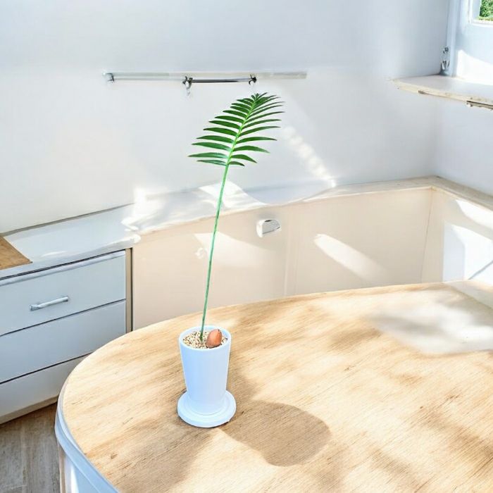 観葉植物現品販売