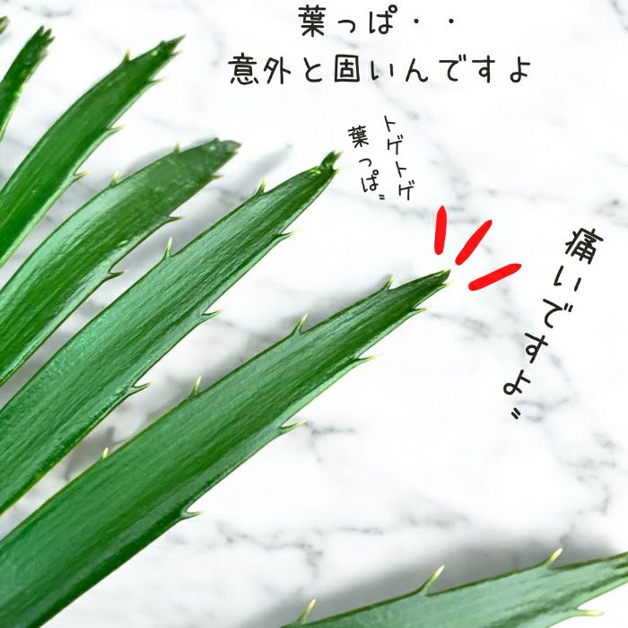 観葉植物現品販売