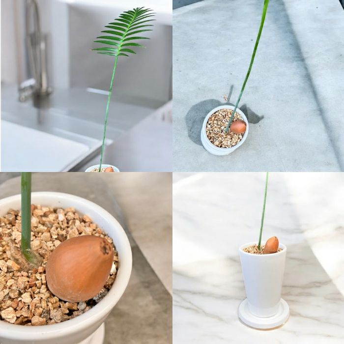 観葉植物現品販売