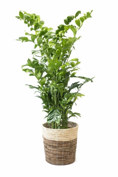 高性チャメドレア 通販 【観葉植物の専門店 彩植健美】