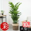 高性 チャメドレア 10号鉢 選べる鉢カバー付き 観葉植物 本物