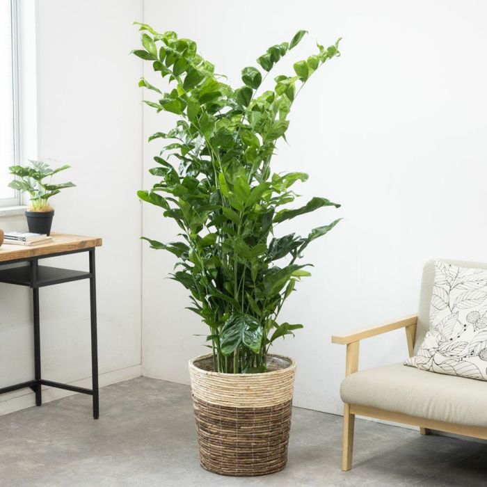 高性 チャメドレア 10号鉢 選べる鉢カバー付き 観葉植物 本物