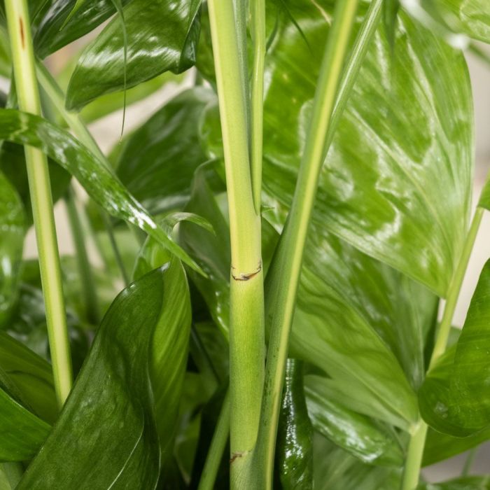 高性 チャメドレア 10号鉢 選べる鉢カバー付き 観葉植物 本物