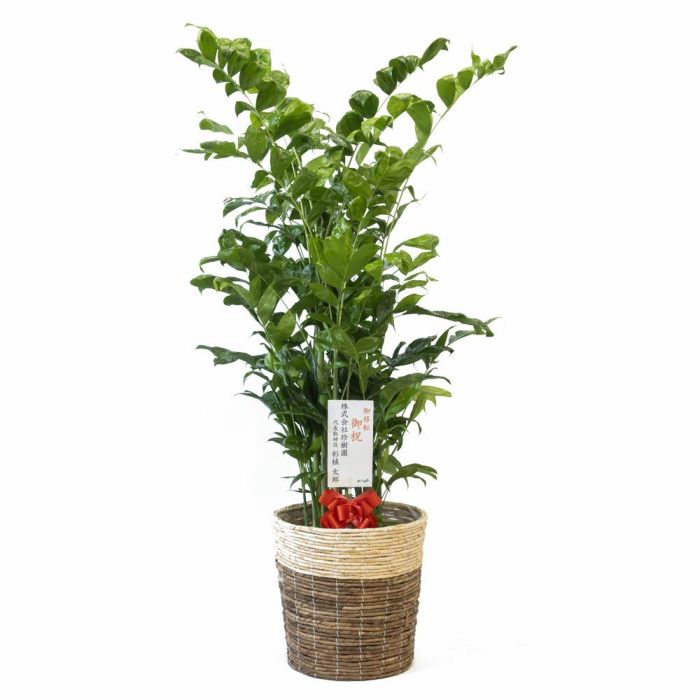 高性 チャメドレア 10号鉢 選べる鉢カバー付き 観葉植物 本物