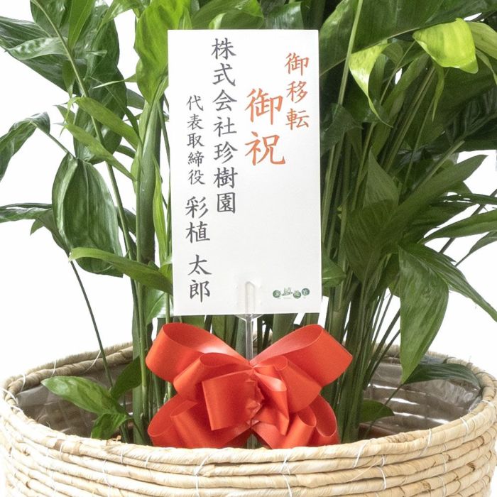 高性 チャメドレア 10号鉢 選べる鉢カバー付き 観葉植物 本物