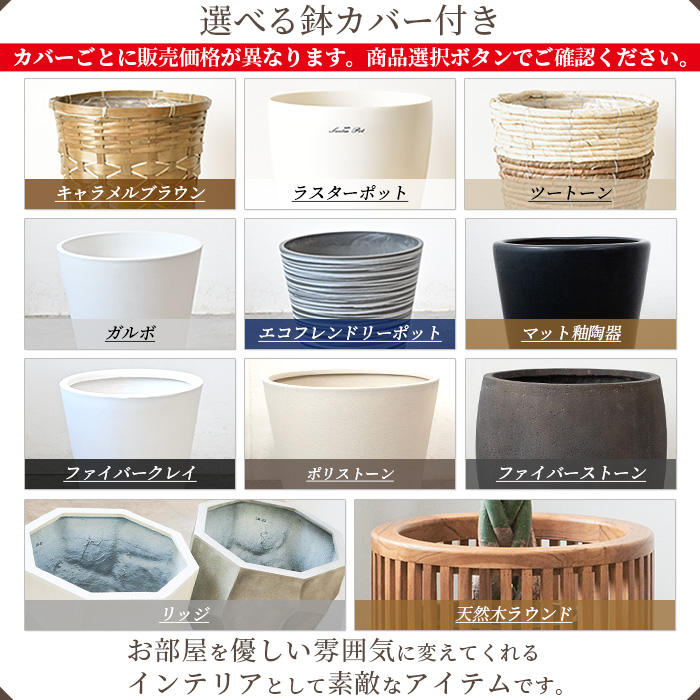 高性 チャメドレア 10号鉢 選べる鉢カバー付き 観葉植物 本物