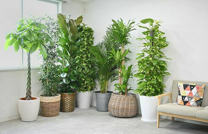 高性 チャメドレア 10号鉢 選べる鉢カバー付き 観葉植物 本物