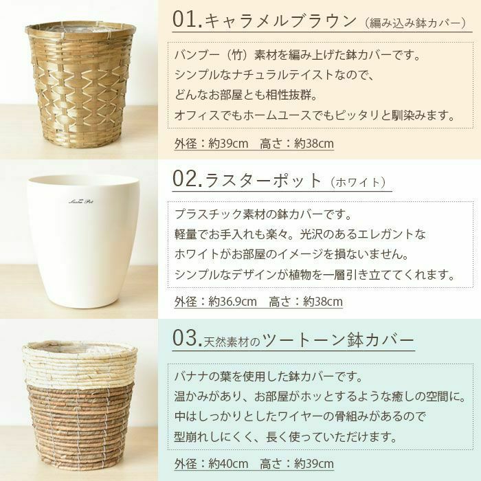 高性 チャメドレア 10号鉢 選べる鉢カバー付き 観葉植物 本物