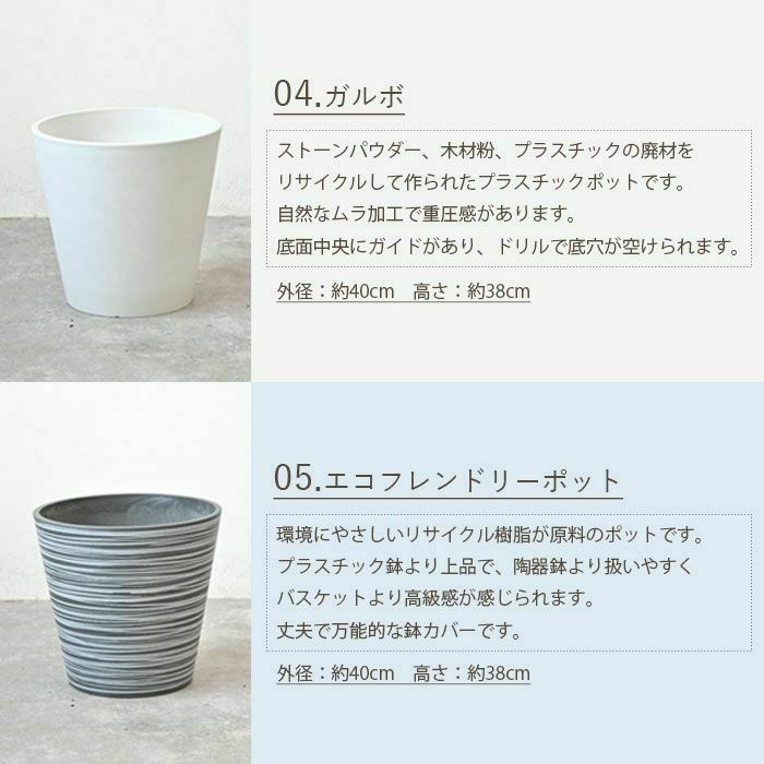 高性 チャメドレア 10号鉢 選べる鉢カバー付き 観葉植物 本物